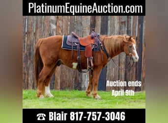 American Quarter Horse, Gelding, 14 years, 14 hh, Overo-all-colors