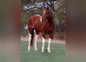 American Quarter Horse, Gelding, 14 years, 14 hh, Pinto