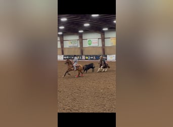 American Quarter Horse, Gelding, 14 years, 14 hh, Pinto