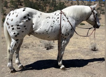 American Quarter Horse, Gelding, 14 years, 14 hh, Sorrel