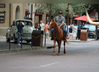 American Quarter Horse Mix, Gelding, 14 years, 14 hh, Sorrel