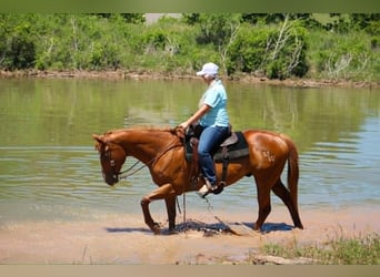 American Quarter Horse Mix, Gelding, 14 years, 14 hh, Sorrel
