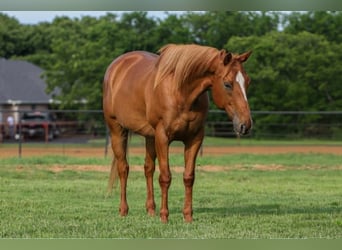 American Quarter Horse Mix, Gelding, 14 years, 14 hh, Sorrel
