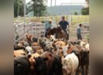 American Quarter Horse, Gelding, 14 years, 14,2 hh, Bay