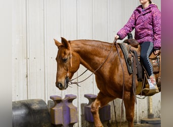 American Quarter Horse, Gelding, 14 years, 14,2 hh, Sorrel