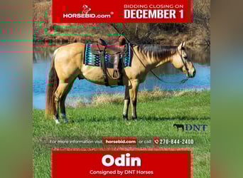 American Quarter Horse, Gelding, 14 years, 14,3 hh, Dun