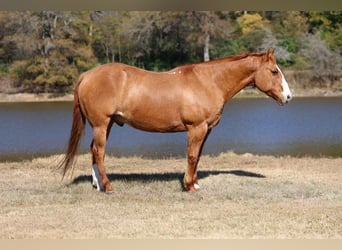 American Quarter Horse, Gelding, 14 years, 14,3 hh, Red Dun