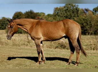 American Quarter Horse, Gelding, 14 years, 14,3 hh, Red Dun