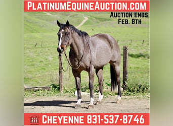 American Quarter Horse, Gelding, 14 years, 15.1 hh, Bay