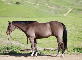 American Quarter Horse, Gelding, 14 years, 15.1 hh, Bay