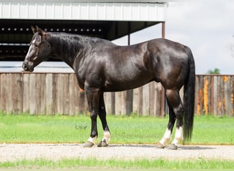 American Quarter Horse, Gelding, 14 years, 15.1 hh, Black