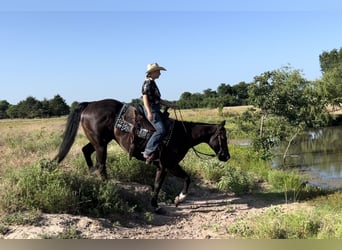 American Quarter Horse, Gelding, 14 years, 15.1 hh, Black