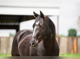 American Quarter Horse, Gelding, 14 years, 15.1 hh, Black