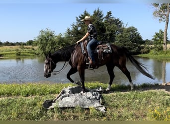 American Quarter Horse, Gelding, 14 years, 15.1 hh, Black