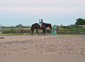American Quarter Horse, Gelding, 14 years, 15.1 hh, Black