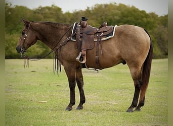 American Quarter Horse, Gelding, 14 years, 15.1 hh, Buckskin