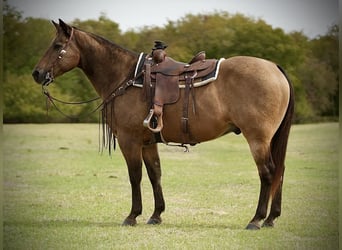 American Quarter Horse, Gelding, 14 years, 15.1 hh, Buckskin