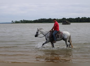 American Quarter Horse, Gelding, 14 years, 15,1 hh, Gray