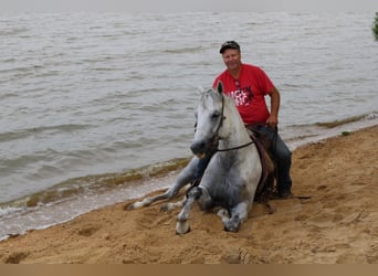 American Quarter Horse, Gelding, 14 years, 15,1 hh, Gray