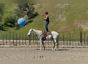 American Quarter Horse, Gelding, 14 years, 15.1 hh, Grey