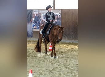 American Quarter Horse, Gelding, 14 years, 15.1 hh, Rabicano