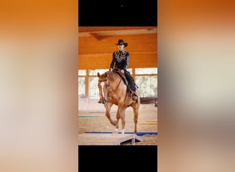 American Quarter Horse, Gelding, 14 years, 15.1 hh, Red Dun