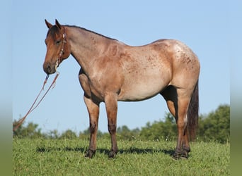 American Quarter Horse, Gelding, 14 years, 15.1 hh, Roan-Bay