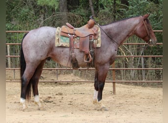 American Quarter Horse, Gelding, 14 years, 15.1 hh, Roan-Bay