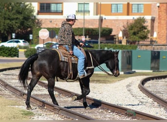 American Quarter Horse, Gelding, 14 years, 15.1 hh, Roan-Bay