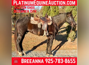 American Quarter Horse, Gelding, 14 years, 15,1 hh, Roan-Bay