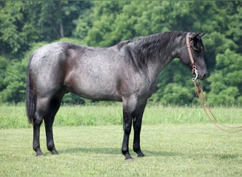 American Quarter Horse, Gelding, 14 years, 15.1 hh, Roan-Blue