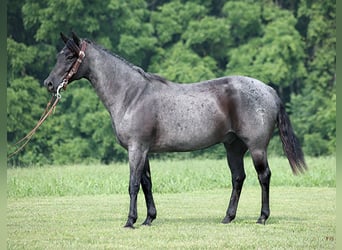 American Quarter Horse, Gelding, 14 years, 15.1 hh, Roan-Blue