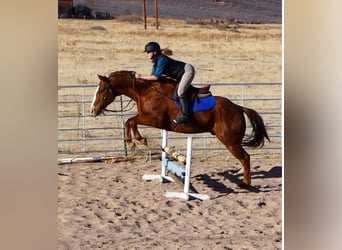 American Quarter Horse, Gelding, 14 years, 15.1 hh, Sorrel