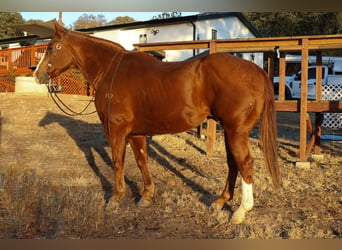 American Quarter Horse, Wallach, 14 Jahre, 15,1 hh