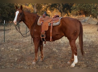 American Quarter Horse, Wallach, 14 Jahre, 15,1 hh