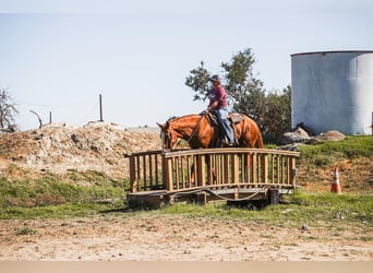 American Quarter Horse, Wallach, 14 Jahre, 15,1 hh