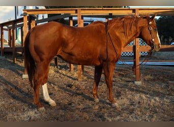 American Quarter Horse, Wallach, 14 Jahre, 15,1 hh