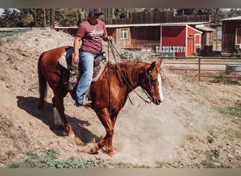 American Quarter Horse, Wallach, 14 Jahre, 15,1 hh