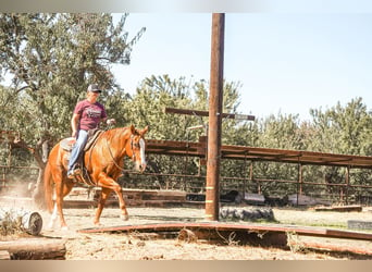 American Quarter Horse, Wallach, 14 Jahre, 15,1 hh