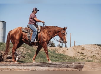 American Quarter Horse, Wallach, 14 Jahre, 15,1 hh