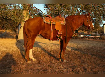 American Quarter Horse, Wallach, 14 Jahre, 15,1 hh