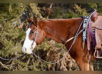 American Quarter Horse, Gelding, 14 years, 15.2 hh, Bay