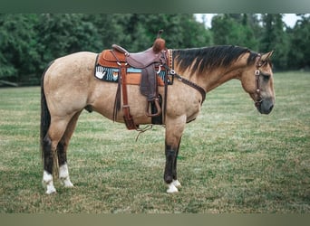 American Quarter Horse Mix, Gelding, 14 years, 15.2 hh, Buckskin