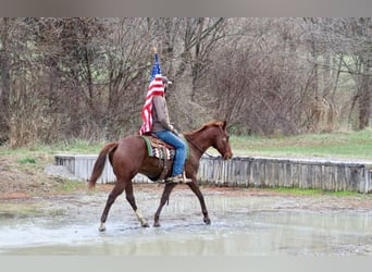 American Quarter Horse, Gelding, 14 years, 15,2 hh, Chestnut