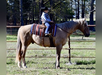 American Quarter Horse, Gelding, 14 years, 15.2 hh, Palomino