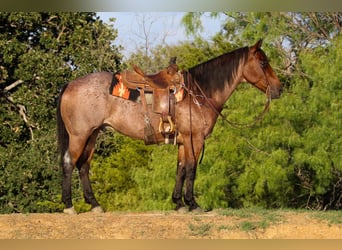 American Quarter Horse, Gelding, 14 years, 15,2 hh, Roan-Bay