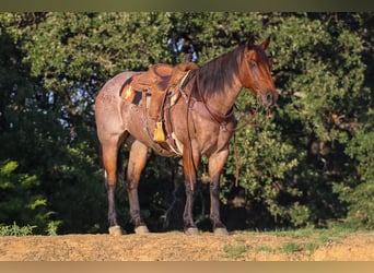 American Quarter Horse, Gelding, 14 years, 15,2 hh, Roan-Bay