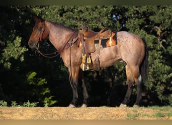 American Quarter Horse, Gelding, 14 years, 15,2 hh, Roan-Bay