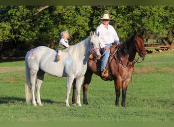 American Quarter Horse, Gelding, 14 years, 15,2 hh, Roan-Bay