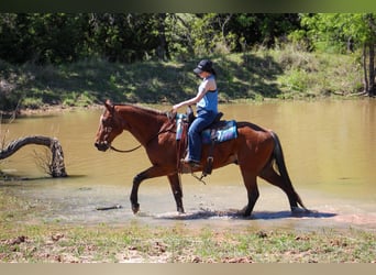 American Quarter Horse, Gelding, 14 years, 15.2 hh, Roan-Bay